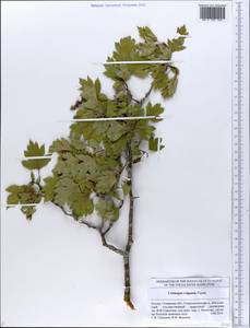Crataegus ambigua subsp. ambigua, Восточная Европа, Средневолжский район (E8) (Россия)