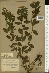Heliotropium sibiricum (L.) J. I. M. Melo, Восточная Европа, Нижневолжский район (E9) (Россия)