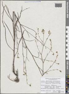 Володушка высокая M.Bieb., Восточная Европа, Центральный лесостепной район (E6) (Россия)