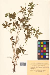 Герань сибирская L., Сибирь, Дальний Восток (S6) (Россия)