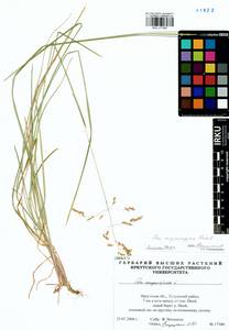 Poa pratensis subsp. pratensis, Сибирь, Прибайкалье и Забайкалье (S4) (Россия)