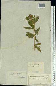 Клевер люпиновый L., Сибирь, Западный (Казахстанский) Алтай (S2a) (Казахстан)