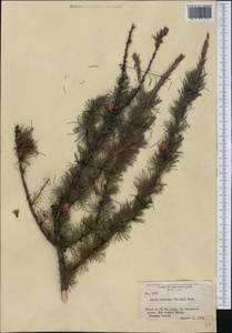 Larix laricina (Du Roi) K. Koch, Америка (AMER) (США)