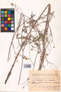 Скабиоза бледно-желтая L., Восточная Европа, Нижневолжский район (E9) (Россия)