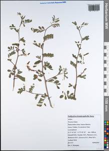 Indigofera hendecaphylla Jacq., Зарубежная Азия (ASIA) (Индия)