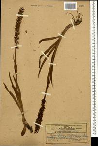 Кокушник длиннорогий (L.) R.Br., Кавказ, Азербайджан (K6) (Азербайджан)