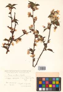 Prunus nipponica var. kurilensis (Miyabe) E. H. Wilson, Сибирь, Дальний Восток (S6) (Россия)