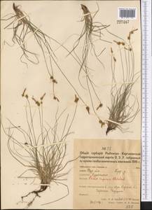 Осока приземистая Willd. ex Wahlenb., Средняя Азия и Казахстан, Северный и Центральный Казахстан (M10) (Казахстан)