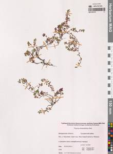 Чабрец Ревердатто Serg., Сибирь, Чукотка и Камчатка (S7) (Россия)