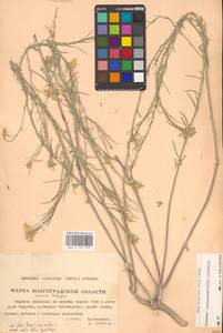 Erysimum quadrangulum Desf., Восточная Европа, Нижневолжский район (E9) (Россия)