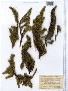 Euryops prostratus B.Nord., Африка (AFR) (Эфиопия)