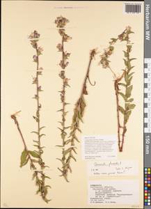 Campanula glomerata subsp. farinosa (Rochel ex Besser) Kirschl., Восточная Европа, Ростовская область (E12a) (Россия)