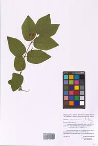 Lonicera morrowii A. Gray, Восточная Европа, Центральный лесостепной район (E6) (Россия)