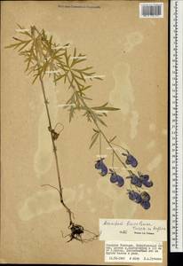 Борец байкальский (Turcz. ex Rapaics) Vorosch., Монголия (MONG) (Монголия)