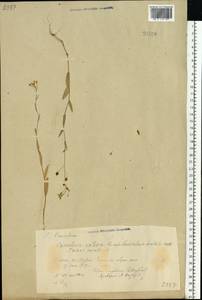 Рыжик посевной (L.) Crantz, Восточная Европа, Центральный район (E4) (Россия)