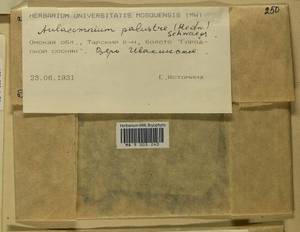 Aulacomnium palustre (Hedw.) Schwägr., Гербарий мохообразных, Мхи - Западная Сибирь (включая Алтай) (B15) (Россия)