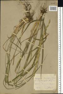 Thinopyrum intermedium subsp. intermedium, Восточная Европа, Ростовская область (E12a) (Россия)