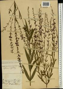 Дербенник лозный L., Восточная Европа, Южно-Украинский район (E12) (Украина)