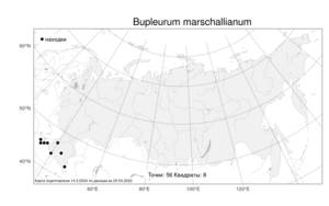 Bupleurum marschallianum, Володушка Маршалла C. A. Mey., Атлас флоры России (FLORUS) (Россия)