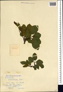 Atadinus microcarpus (Boiss.) Hauenschild, Кавказ, Краснодарский край и Адыгея (K1a) (Россия)
