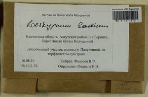 Warnstorfia badia (Hartm.) W.R. Buck & Goffinet, Гербарий мохообразных, Мхи - Чукотка и Камчатка (B21) (Россия)