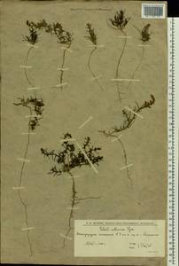 Солянка обыкновенная, Солянка сорная L., Восточная Европа, Нижневолжский район (E9) (Россия)