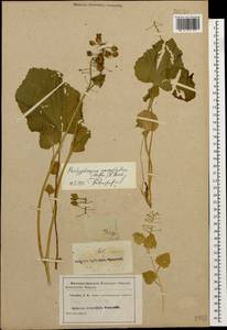 Толстостенка крупнолистная (Hoffm.) N. Busch, Кавказ (без точных местонахождений) (K0)