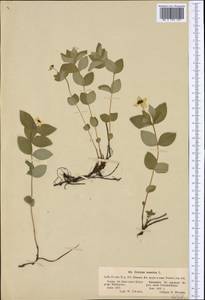 Дерен шведский L., Западная Европа (EUR) (Финляндия)