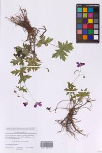 Герань болотная L., Восточная Европа, Московская область и Москва (E4a) (Россия)