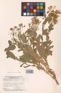 Клоповник крупковидный L., Восточная Европа, Восточный район (E10) (Россия)