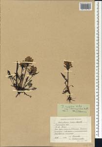 Мытник судетский Willd., Сибирь, Западная Сибирь (S1) (Россия)