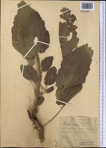 Шалфей мускатный L., Средняя Азия и Казахстан, Сырдарьинские пустыни и Кызылкумы (M7) (Узбекистан)