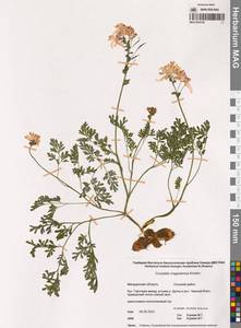 Хохлатка магаданская A.P.Khokhr., Сибирь, Чукотка и Камчатка (S7) (Россия)