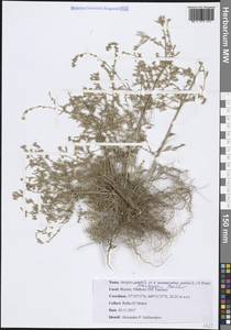 Лебеда лежачая, Лебеда простертая DC., Африка (AFR) (Тунис)