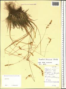 Sibirotrisetum turcicum (Chrtek) Barberá, Кавказ, Дагестан (K2) (Россия)