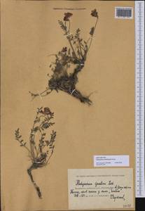 Hedysarum schellianum Knjaz., Средняя Азия и Казахстан, Прикаспийский Устюрт и Северное Приаралье (M8) (Казахстан)