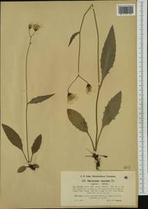 Hieracium levicaule subsp. levicaule, Западная Европа (EUR) (Норвегия)