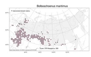 Bolboschoenus maritimus, Клубнекамыш морской (L.) Palla, Атлас флоры России (FLORUS) (Россия)