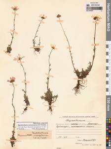 Chrysanthemum zawadzkii subsp. peleiolepis (Trautv.) Zuev, Сибирь, Чукотка и Камчатка (S7) (Россия)