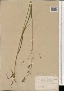 Костер Пампелла Scribn., Монголия (MONG) (Монголия)