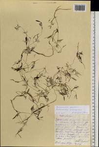 Ranunculus subrigidus W. B. Drew, Сибирь, Якутия (S5) (Россия)