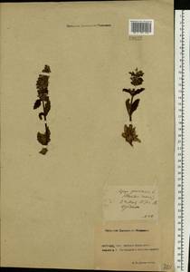 Живучка женевская L., Восточная Европа, Ростовская область (E12a) (Россия)