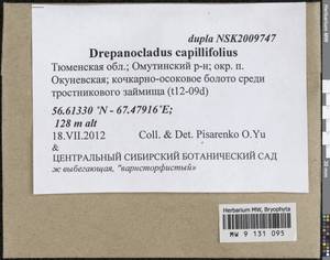 Drepanocladus capillifolius (Warnst.) Warnst., Гербарий мохообразных, Мхи - Западная Сибирь (включая Алтай) (B15) (Россия)