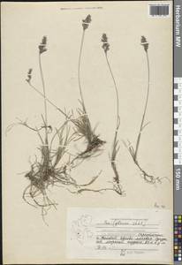 Мятлик, Западная Европа (EUR) (Шпицберген и Ян-Майен)