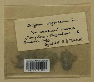 Bryum argenteum Hedw., Гербарий мохообразных, Мхи - Москва и Московская область (B6a) (Россия)