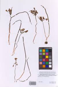 Гусиный лук земляничный (Vill.) E.Bayer & G.López, Восточная Европа, Московская область и Москва (E4a) (Россия)