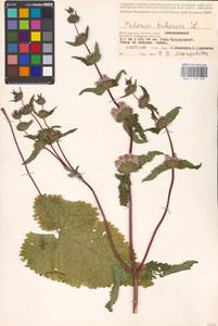 MHA 0 154 200, Зопничек клубненосный (L.) Moench, Восточная Европа, Нижневолжский район (E9) (Россия)