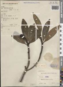 Magnolia nitida W.W.Sm., Зарубежная Азия (ASIA) (КНР)
