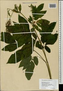 Бутень ароматный L., Восточная Европа, Центральный район (E4) (Россия)