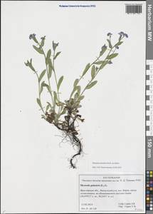 Незабудка лесная Ehrh. ex Hoffm., Восточная Европа, Центральный лесной район (E5) (Россия)